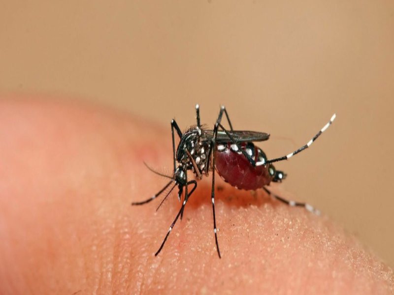 Bệnh sốt xuất huyết do virus Dengue gây ra