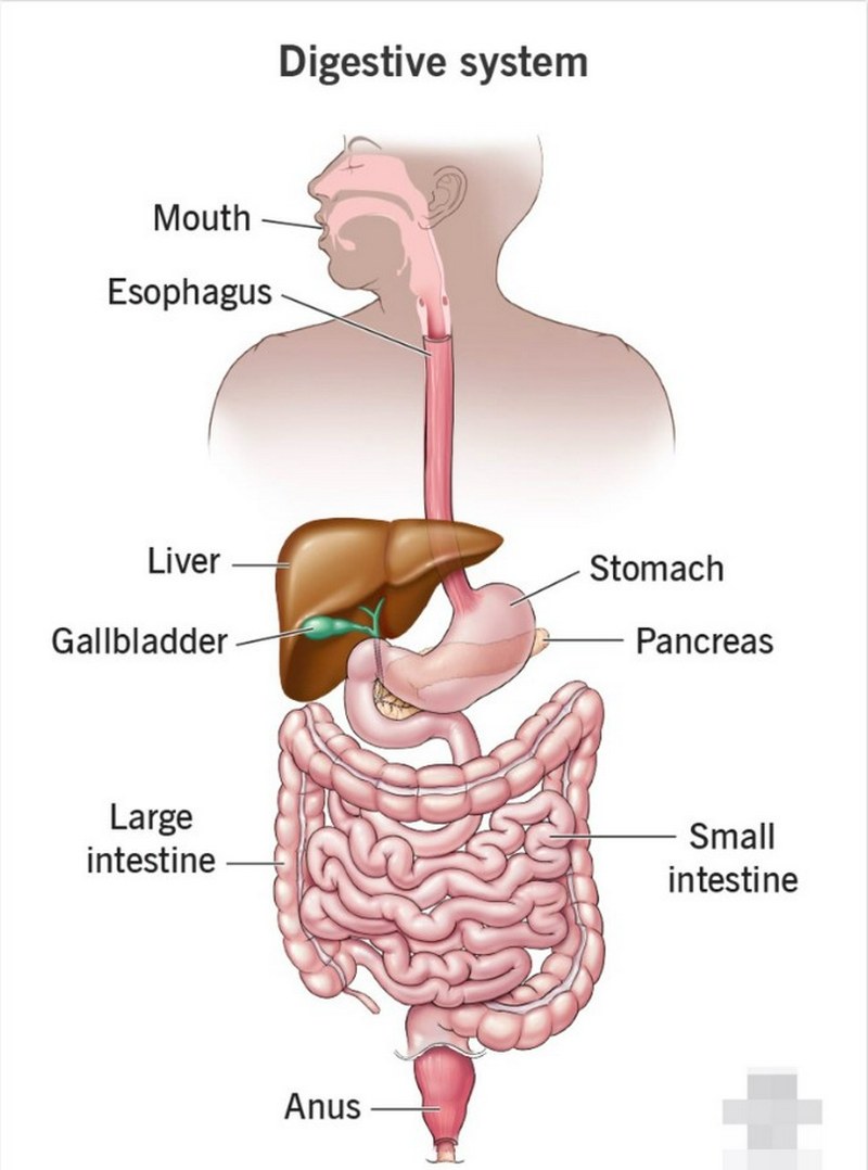 Thông tin về Small intestine là gì?