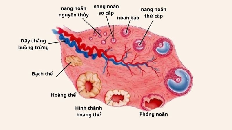 Các giai đoạn phát triển của nang noãn