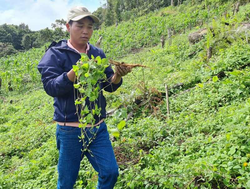 Tác dụng của đẳng sâm: Bài thuốc quý cho sức khỏe