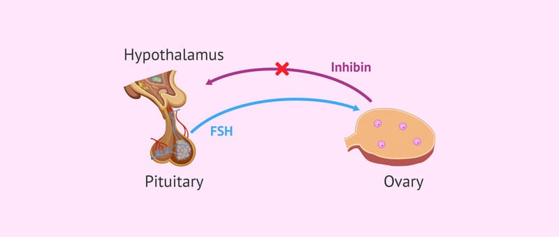 Nguồn gốc và cấu trúc của Inhibin