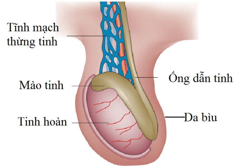 Tinh trùng màu vàng có thụ thai được không?