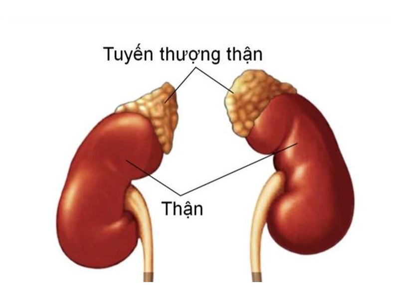 Ung thư phổi di căn tuyến thượng thận có nguyên nhân do đâu?