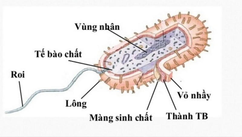 Vi khuẩn là gì? Tác động, vai trò của vi khuẩn