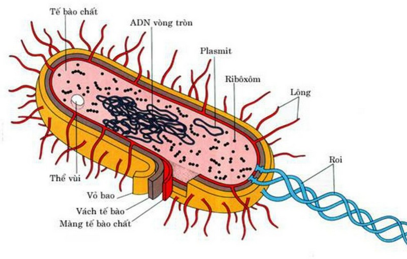 Quá trình sinh sản của vi khuẩn diễn ra như thế nào?