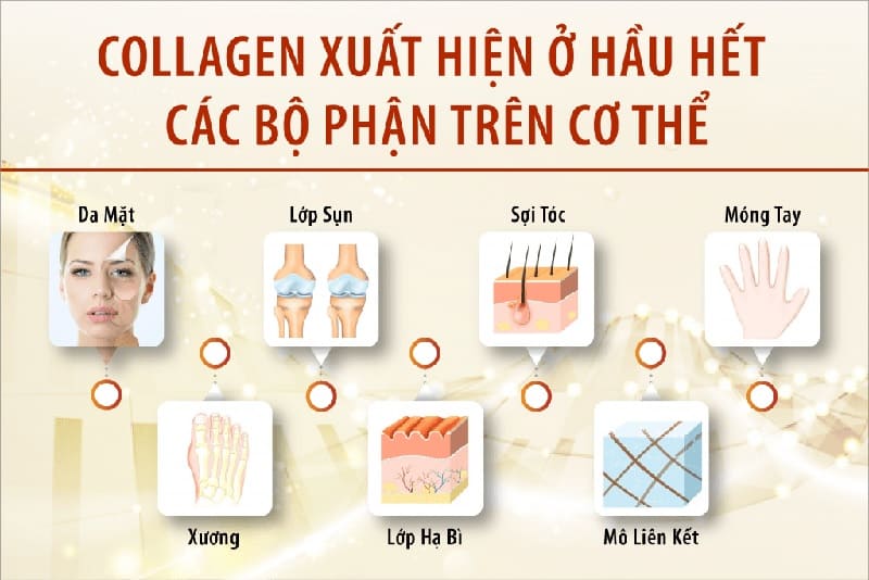 Collagen giúp hỗ trợ thúc đẩy quá trình tái tạo da, giúp làm sáng da, mờ thâm nám