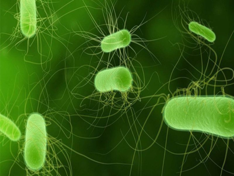 Sự xâm nhập của vi khuẩn Helicobacter pylori là nguyên nhân chính gây bệnh viêm loét dạ dày