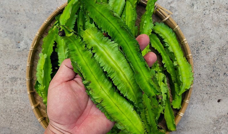 Lợi Ích Dinh Dưỡng Của Đậu Rồng
