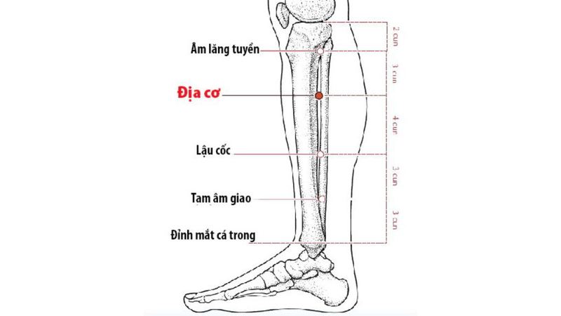 Huyệt Địa cơ giúp tuyến tụy sản xuất insulin hiệu quả hơn