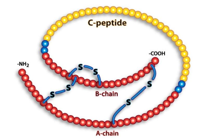 C-peptide là một phần của insulin bao gồm chuỗi gồm 31 acid amin