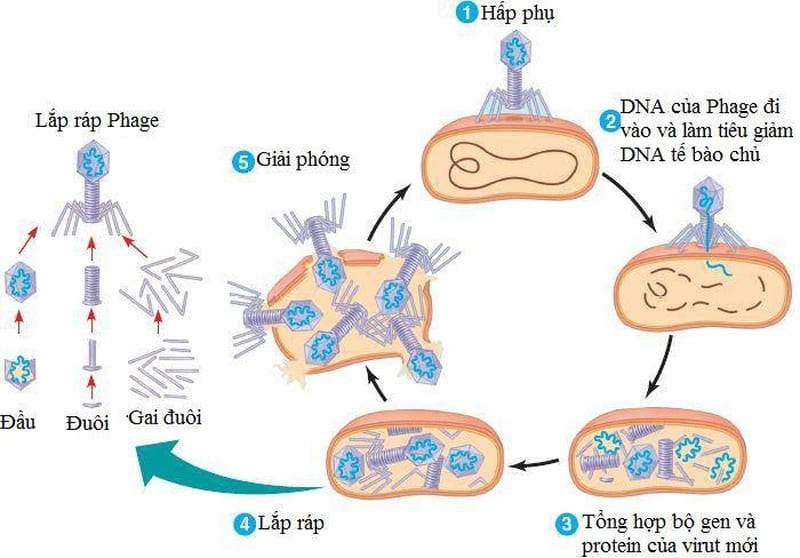 Virus có thể được phân loại dựa vào hình thể của chúng