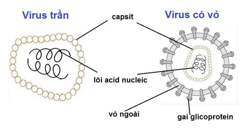 Chu trình tăng lên của virus là quá trình phức tạp