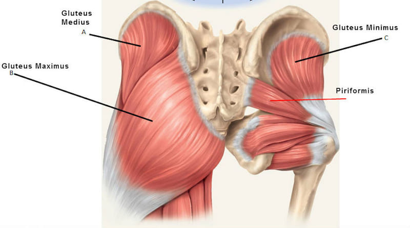 Cơ Glutes là nhóm cơ nằm ở vùng mông