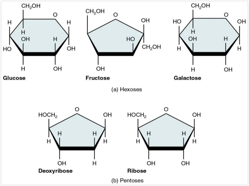 Công thức hoá học của một số loại monosaccharide thường gặp