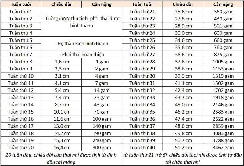 Bảng cân nặng thai nhi theo tuần