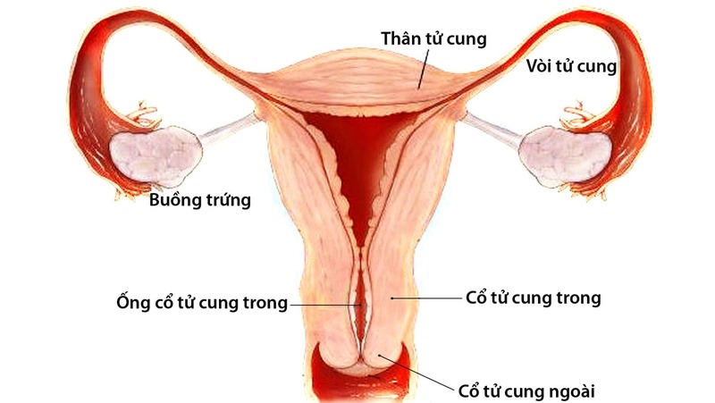 Có nhiều phương pháp điều trị hiệu quả cho đa nhân xơ tử cung