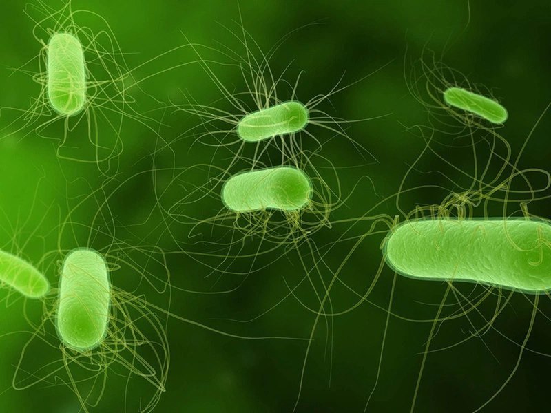 Nhiễm vi khuẩn Helicobacter pylori là nguyên nhân chính gây bệnh