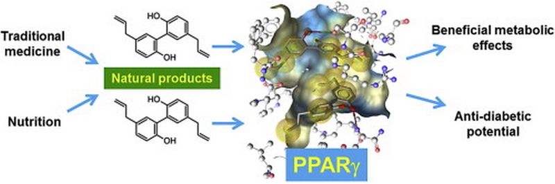 Các nghiên cứu cho thấy thuốc agonist PPAR-γ có hiệu quả trong việc cải thiện độ nhạy insulin