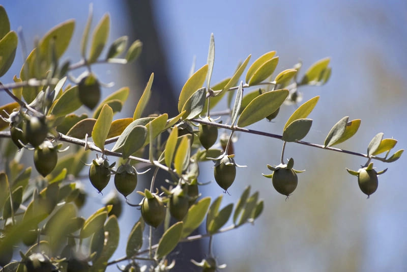 Dầu jojoba có thể bị oxy hóa nếu không được bảo quản đúng cách