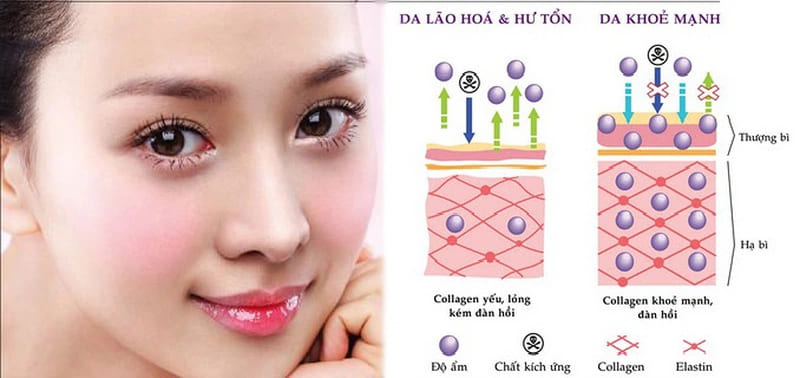 Collagen là một trong những thành phần quan trọng nhất trong cơ thể