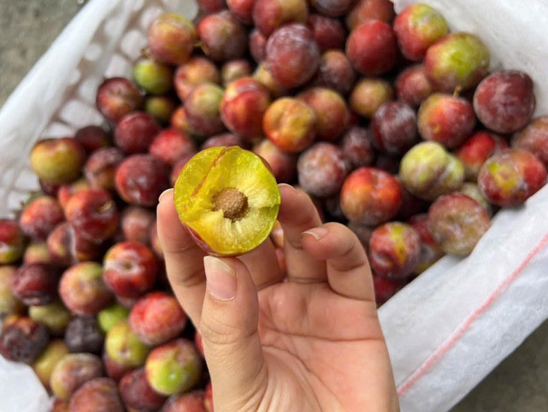 Phải làm gì nếu lỡ nuốt hạt mận vào cơ thể?
