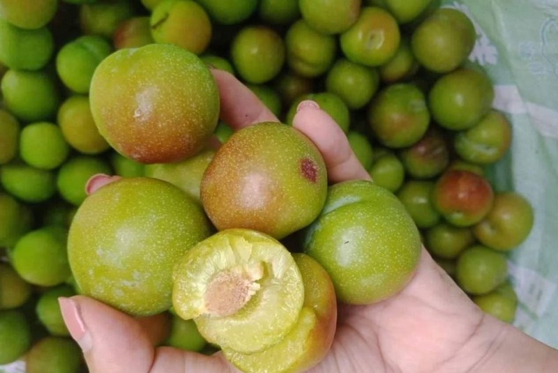 Nuốt hạt mận có sao không? Tìm Hiểu Một Số Giải Pháp