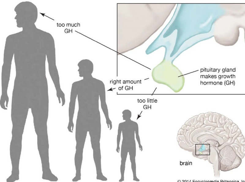 Hormone Tăng Trưởng: Vai Trò, Lợi Ích Và Lưu Ý Cần Biết