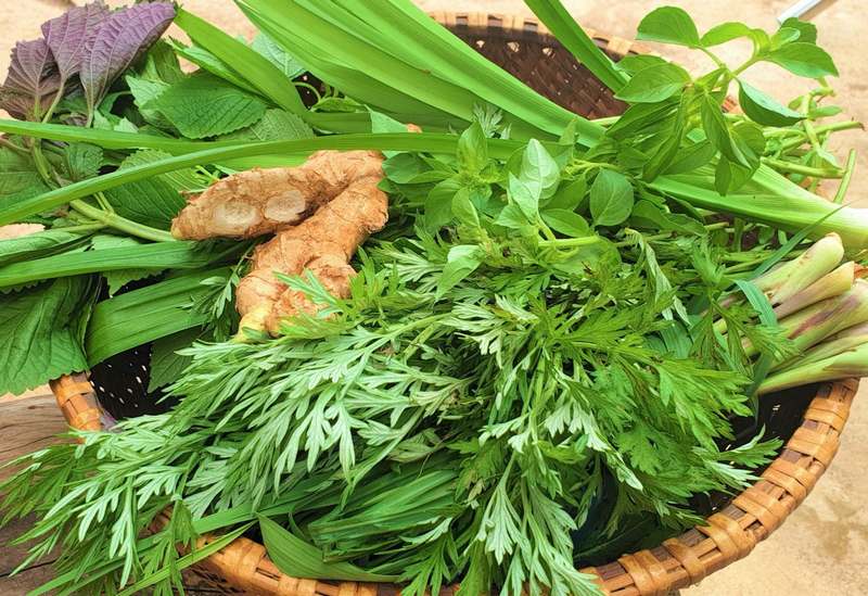 Các loại lá xông covid, giải pháp dân gian tốt cho sức khỏe