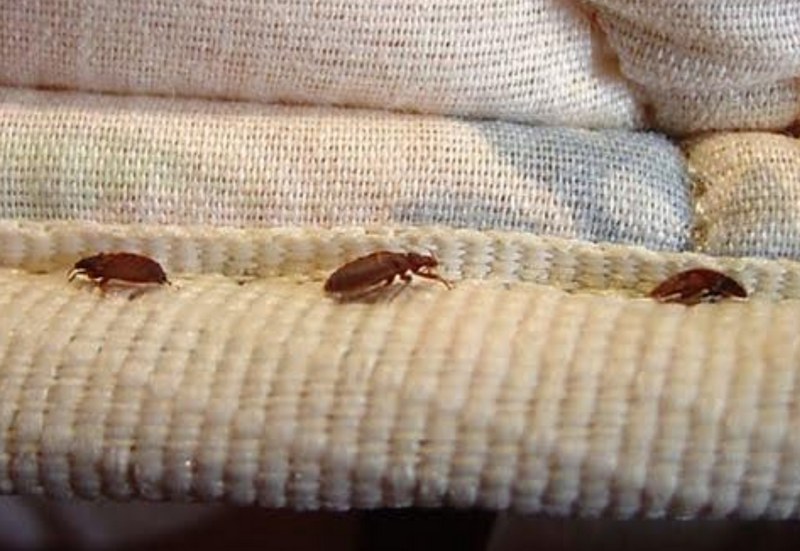 Cách diệt bọ chét hiệu quả tại nhà đơn giản, an toàn