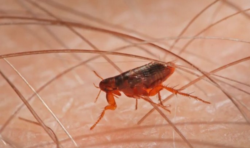 Bọ chét là gì? Vì sao chúng xuất hiện trong nhà?