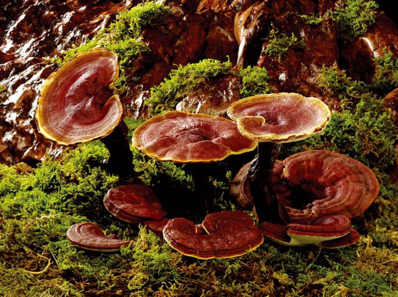 Những lưu ý khi sử dụng nấm lim xanh