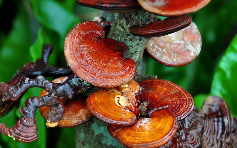 Đặc điểm nhận dạng nấm lim xanh